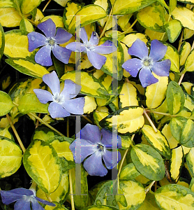 Picture of Vinca minor 'Illumination'