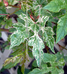 Picture of Ampelopsis brevipedunculata 'Elegans'