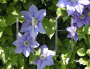 Picture of Clematis  'Ramona'