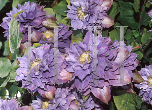 Picture of Clematis  'Vyvyan Pennell'