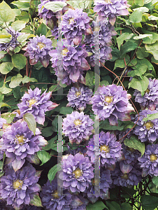 Picture of Clematis  'Vyvyan Pennell'