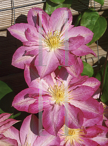 Picture of Clematis  'Asao'