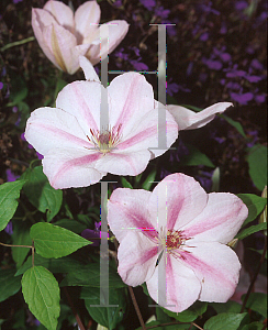 Picture of Clematis  'John Paul II'