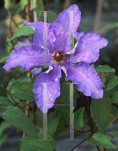 Picture of Clematis  'Dorota'