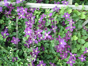 Picture of Clematis (z)(Jackmanii Group) 'Jackmanii'