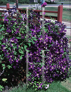 Picture of Clematis (z)(Jackmanii Group) 'Jackmanii'