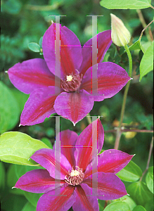 Picture of Clematis  'Mrs. N. Thompson'
