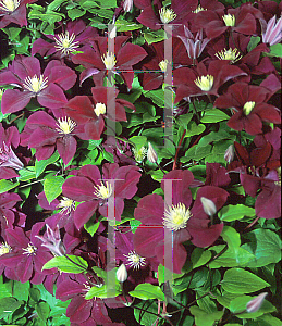 Picture of Clematis  'Warsaw Nike'