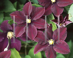Picture of Clematis  'Warsaw Nike'