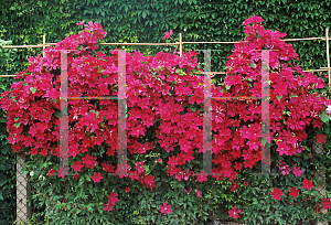 Picture of Clematis  'Cardinal Wyszynski'