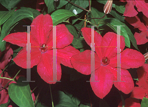 Picture of Clematis  'Cardinal Wyszynski'