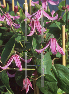 Picture of Clematis integrifolia 'Rosea'