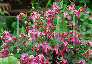 Picture of Clematis integrifolia 'Rosea'