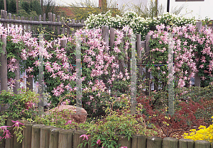 Picture of Clematis macropetala 'Markham's Pink'