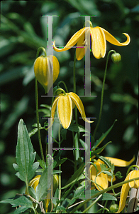 Picture of Clematis tangutica 'Helios'