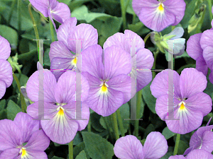 Picture of Viola cornuta 'Jupiter'