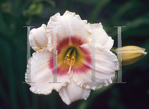 Picture of Hemerocallis  'Siloam Virginia Henson'