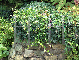 Picture of Hedera helix 'Thorndale'