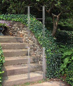 Picture of Hedera helix 'Thorndale'