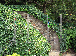 Picture of Hedera helix 'Thorndale'