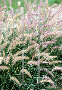 Picture of Pennisetum orientale 'Karley Rose'