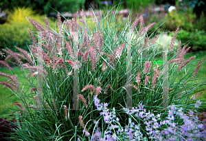 Picture of Pennisetum orientale 'Karley Rose'