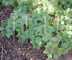 Picture of Geranium phaeum 'Samobor'