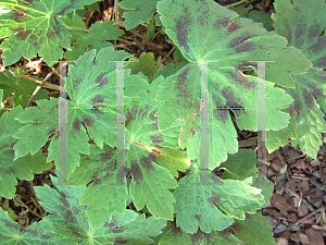 Picture of Geranium phaeum 'Samobor'