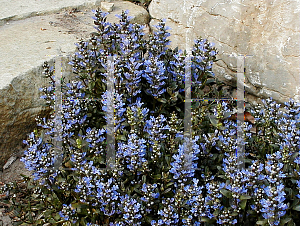 Picture of Ajuga reptans 'Chocolate Chip'