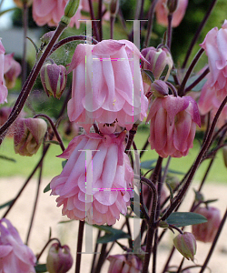 Picture of Aquilegia x hybrida 'Dorothy Rose'