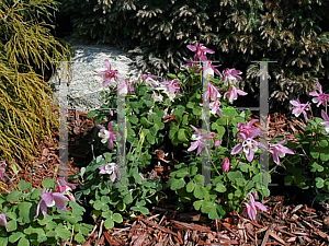 Picture of Aquilegia flabellata 'Cameo Pink-White'