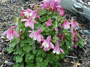 Picture of Aquilegia flabellata 'Cameo Pink-White'