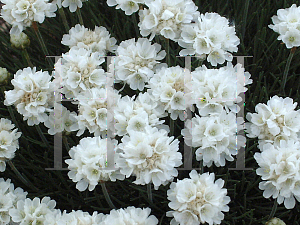 Picture of Armeria maritima 'Cotton Tail'