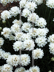 Picture of Armeria maritima 'Cotton Tail'