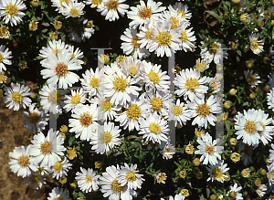 Picture of Symphyotrichum dumosum 'Snow Cushion'