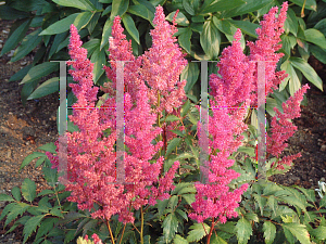 Picture of Astilbe japonica 'Elizabeth van Veen'