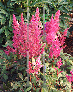 Picture of Astilbe japonica 'Elizabeth van Veen'