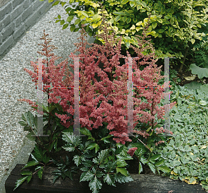 Picture of Astilbe x arendsii 'Granat'