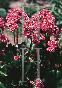 Picture of Bergenia cordifolia 'Winterglut (Winter Glow)'