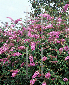 Picture of Buddleia davidii 'Pink Delight'