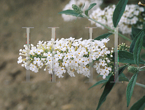 Picture of Buddleia davidii 'Silver Frost'