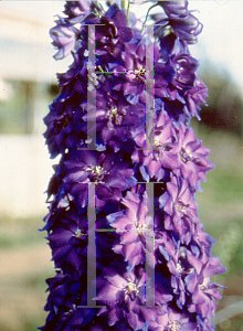 Picture of Delphinium elatum 'Pagan Purples'