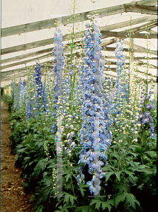 Picture of Delphinium elatum 'Sunny Skies'