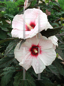 Picture of Hibiscus  'Kopper King'