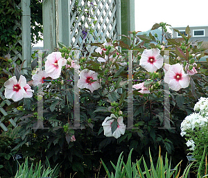 Picture of Hibiscus  'Kopper King'