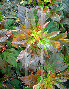 Picture of Hibiscus  'Kopper King'