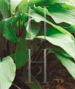 Picture of Hosta  'Red October'