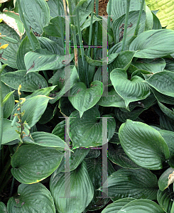 Picture of Hosta  'Second Wind'