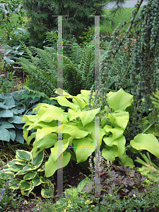 Picture of Hosta  'Sun Power'