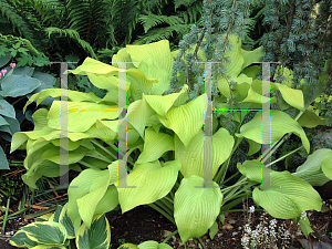 Picture of Hosta  'Sun Power'